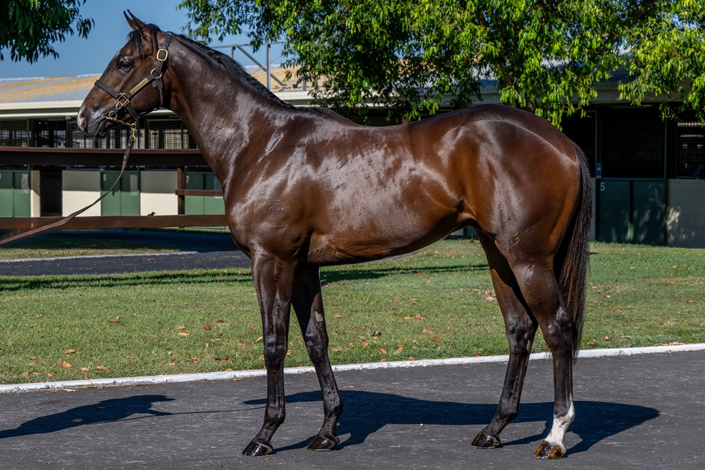 Spirit of Boom (AUS) / Flaunt (AUS) 2023 Colt - Image 1