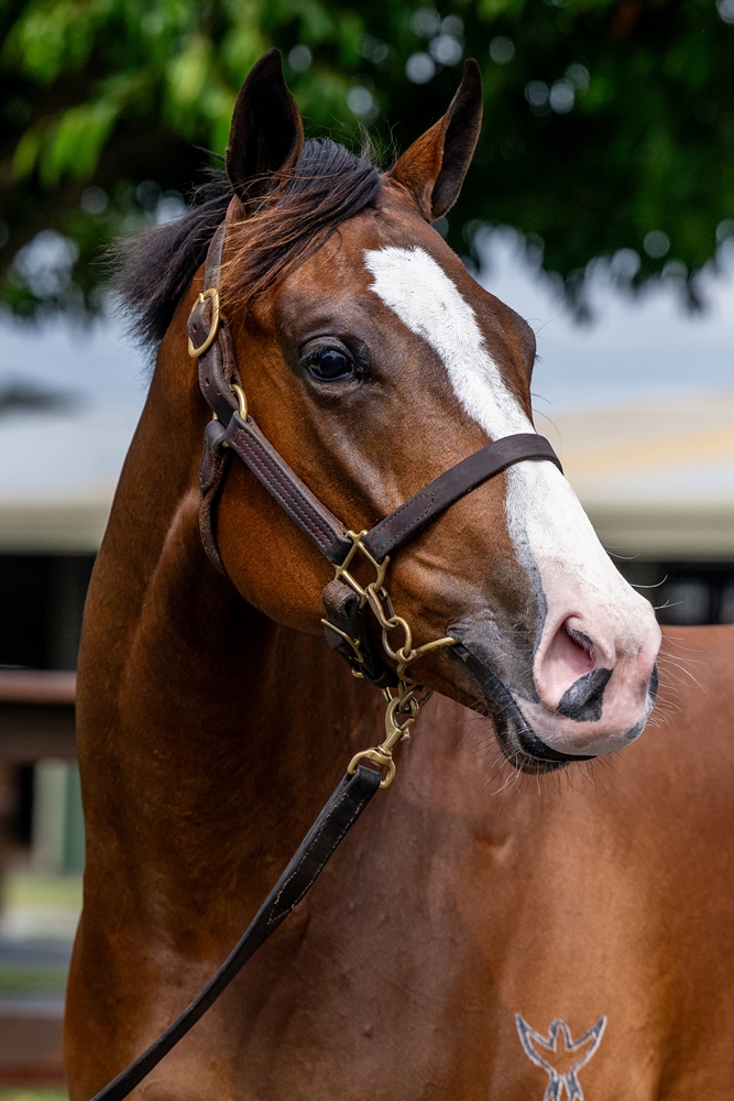 Aclaim (IRE) / Best Behavior (CAN) 2023 Filly - Image 2