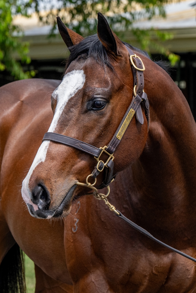 Russian Revolution (AUS) / Flaming (NZ) 2023 Colt - Image 2