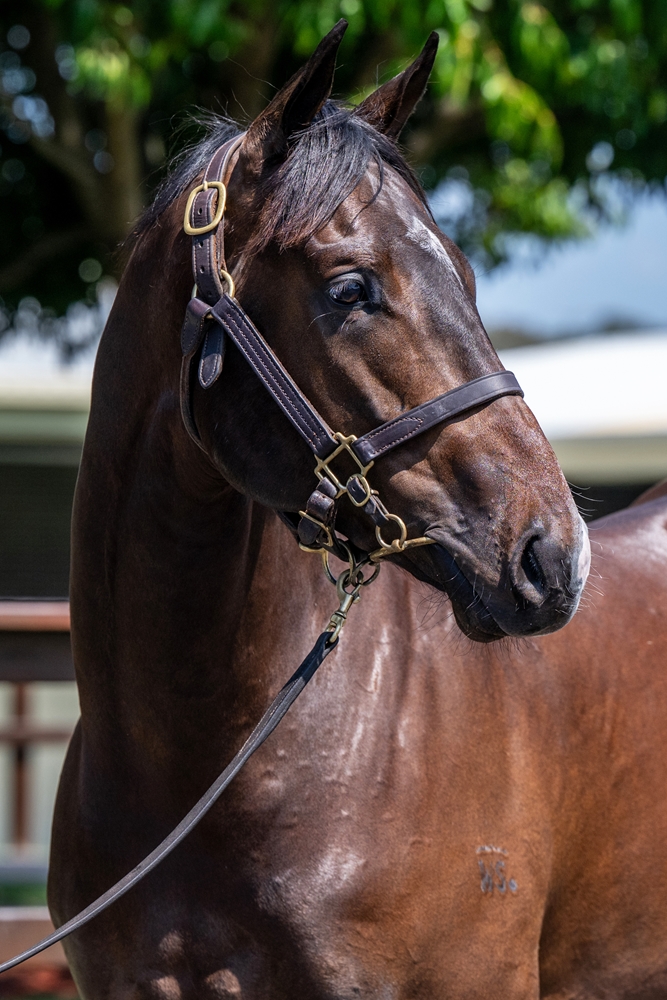 Spirit of Boom (AUS) / Flaunt (AUS) 2023 Colt - Image 2