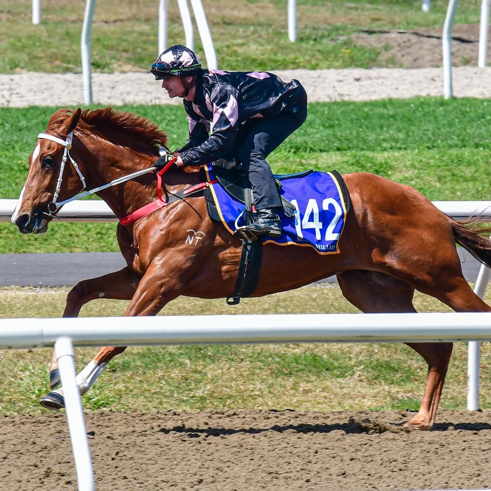 Pride of Dubai (AUS) / Dedication (AUS) 2023 Colt - Image 1