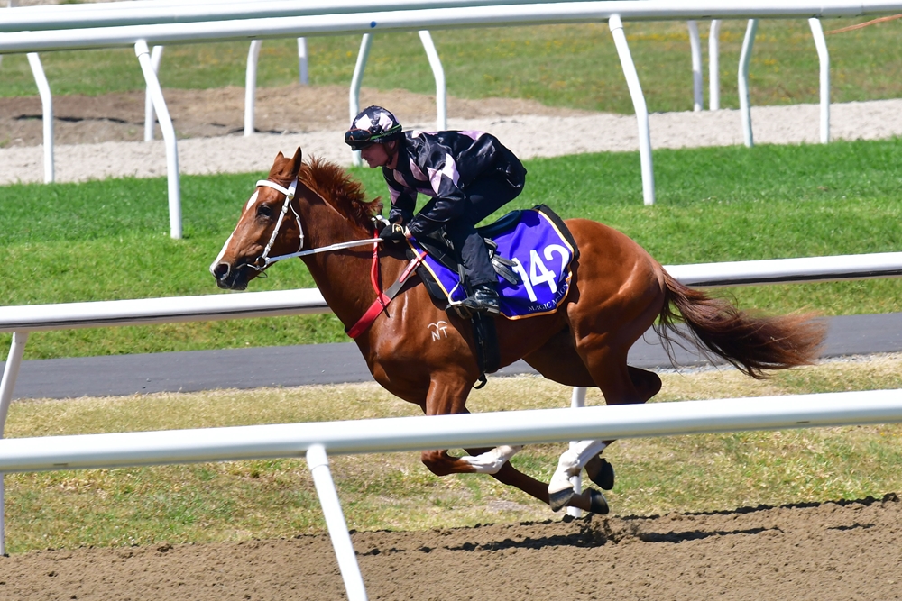 Pride of Dubai (AUS) / Dedication (AUS) 2023 Colt - Image 2