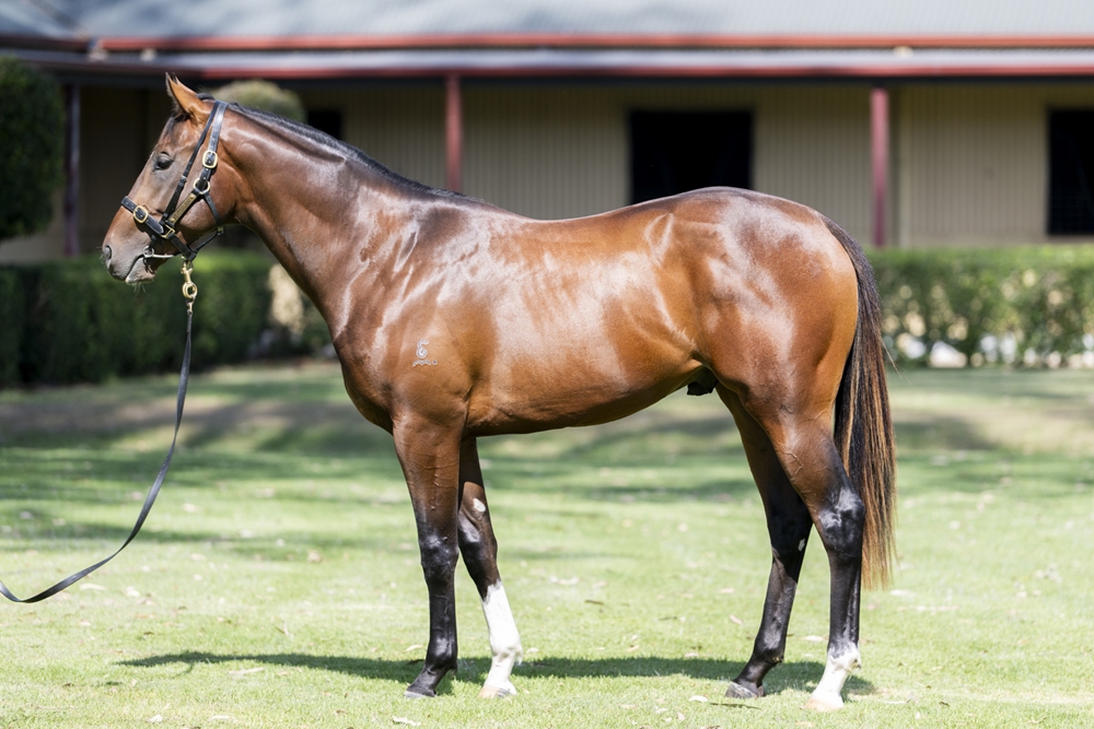 Farnan (AUS) / Lusitania (AUS) 2023 Colt - Image 1