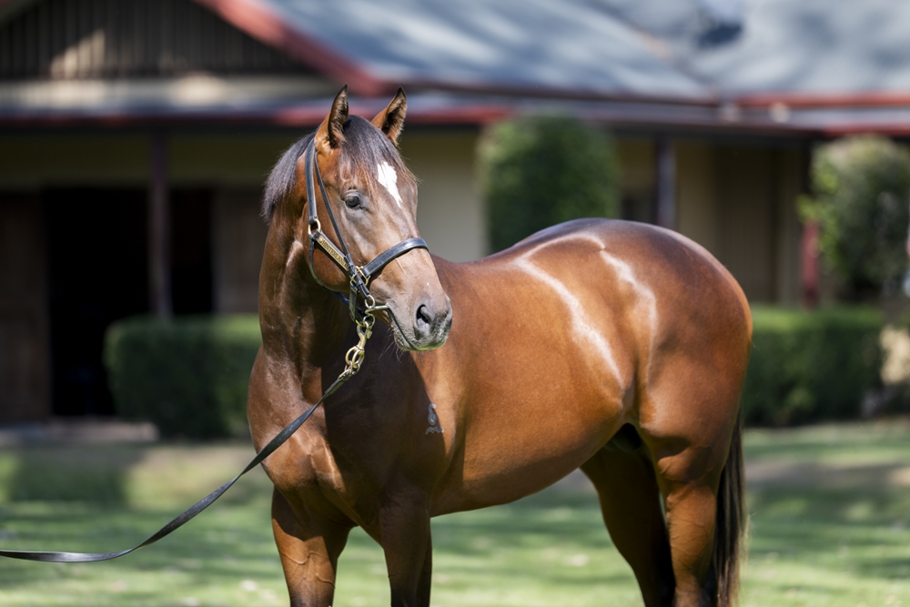 Farnan (AUS) / Lusitania (AUS) 2023 Colt - Image 2