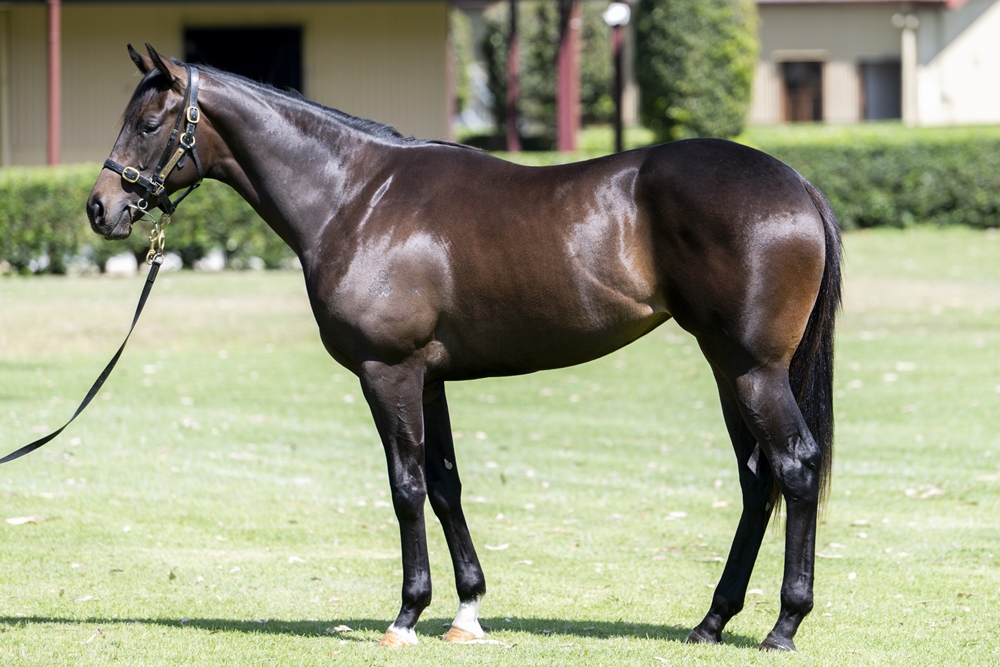 The Autumn Sun (AUS) / Nanyo Venus (JPN) 2023 Filly - Image 1