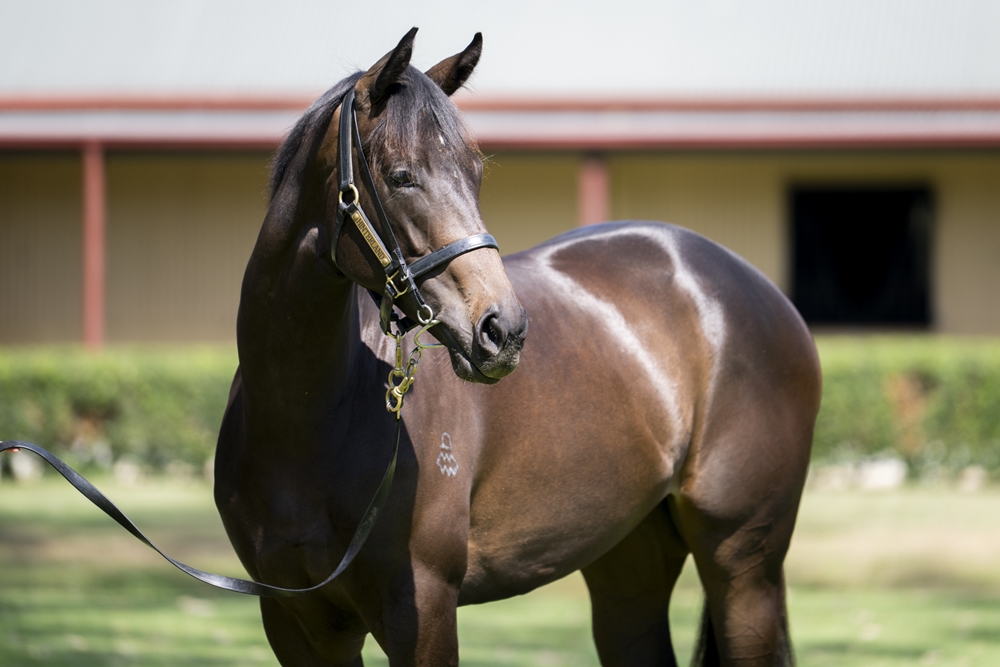 The Autumn Sun (AUS) / Nanyo Venus (JPN) 2023 Filly - Image 2