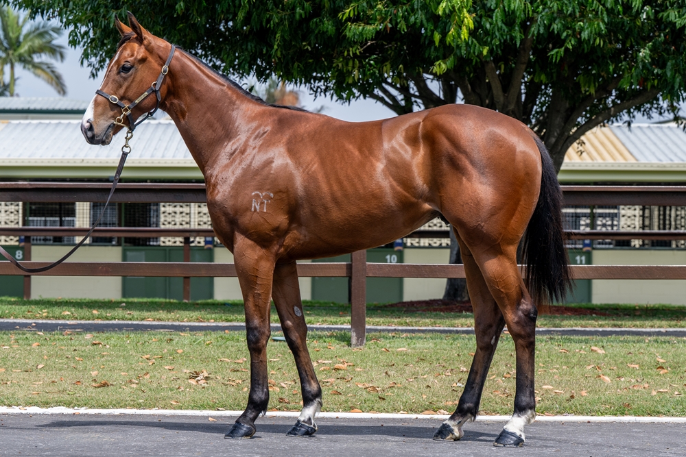 Zousain (AUS) / Queen Ablaze (AUS) 2023 Colt - Image 1