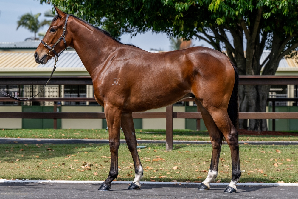 Better Than Ready (AUS) / Shekou (AUS) 2023 G - Image 1