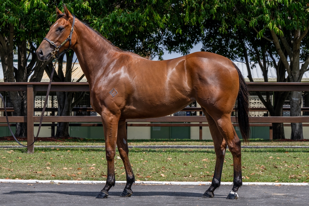 Microphone (AUS) / Ziptomylu (USA) 2023 Filly - Image 1