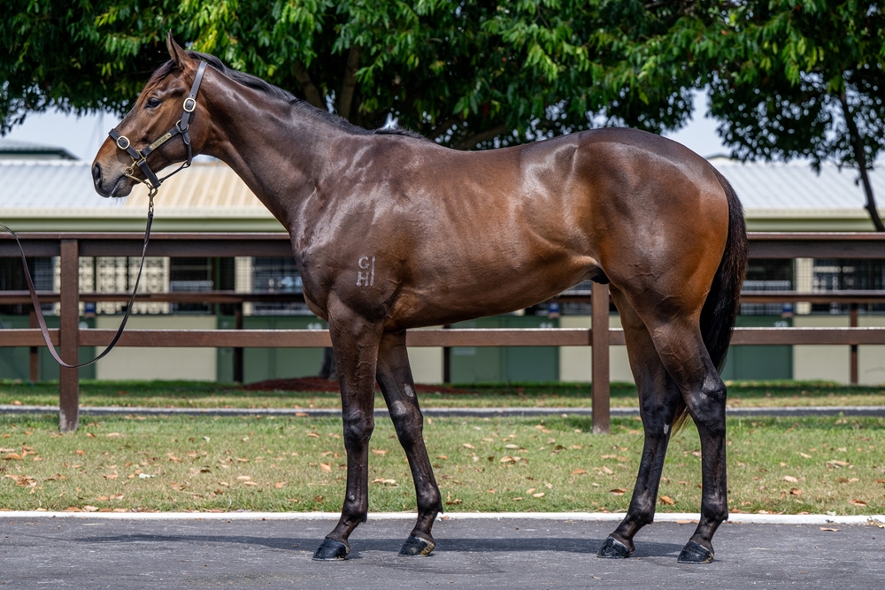Flying Artie (AUS) / Bewitchment (AUS) 2023 Colt - Image 1