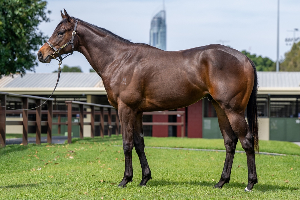 Spirit of Boom (AUS) / Chloe's Comet (AUS) 2023 Colt - Image 1