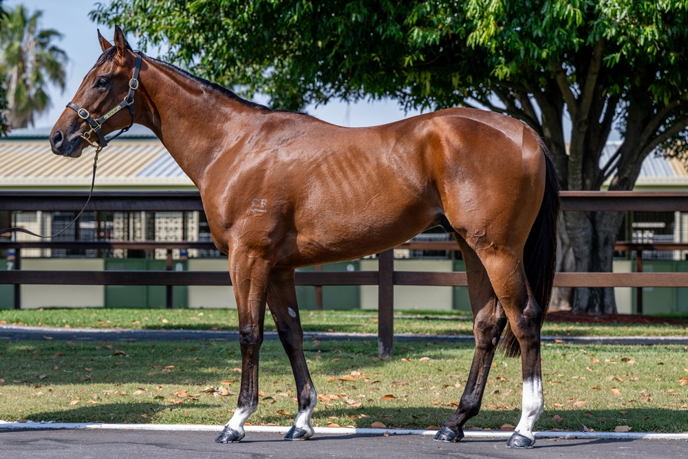 Headwater (AUS) / Black 'n' Tough (AUS) 2023 Colt - Image 1