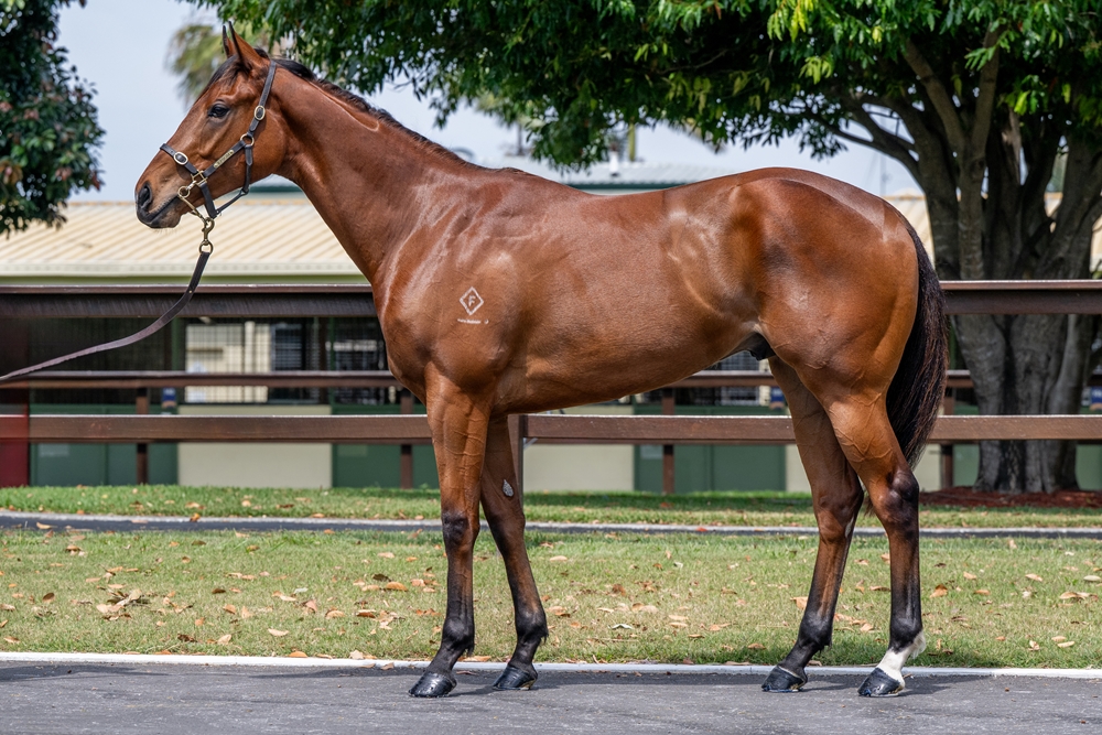 King's Legacy (AUS) / Dream First (AUS) 2023 Colt - Image 1