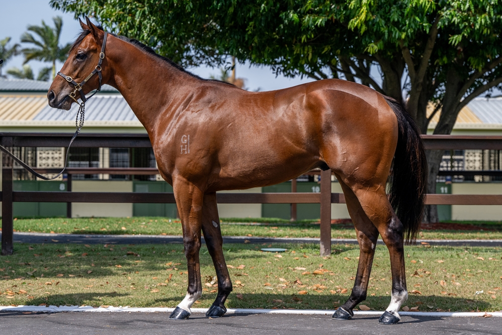 Exceedance (AUS) / Katie Did It (AUS) 2023 Colt - Image 1