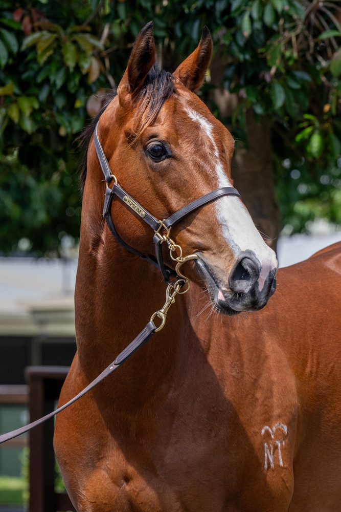Zousain (AUS) / Queen Ablaze (AUS) 2023 Colt - Image 2