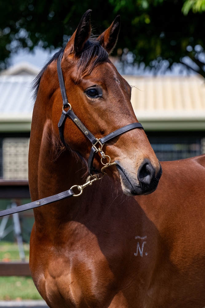 Better Than Ready (AUS) / Shekou (AUS) 2023 G - Image 2