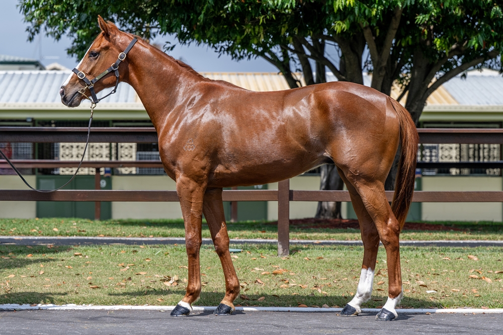 Castelvecchio (AUS) / Killer Instinct (AUS) 2023 Colt - Image 1