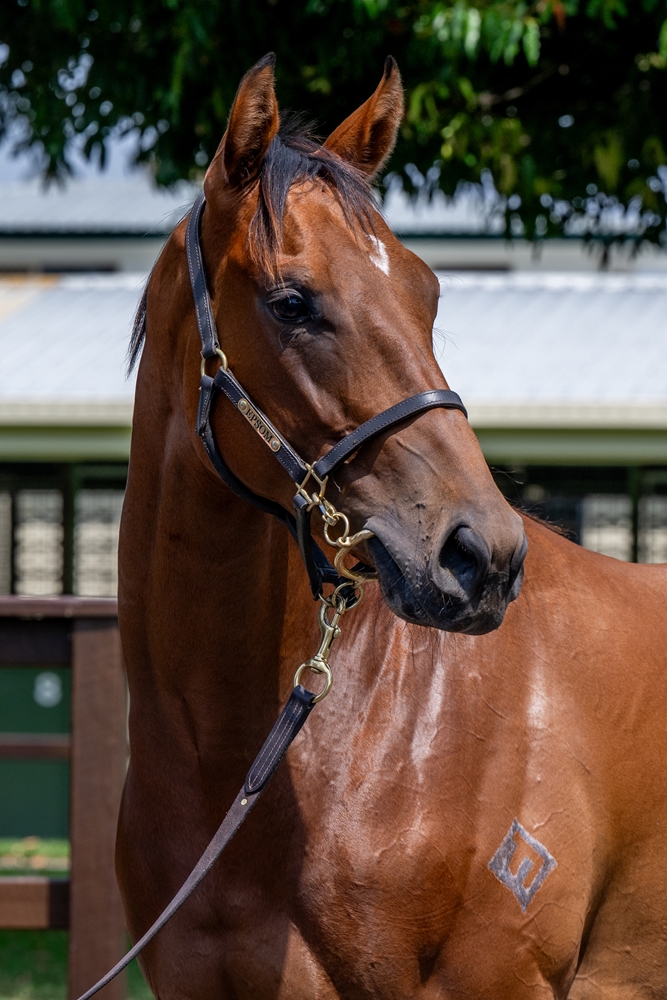 Microphone (AUS) / Ziptomylu (USA) 2023 Filly - Image 2