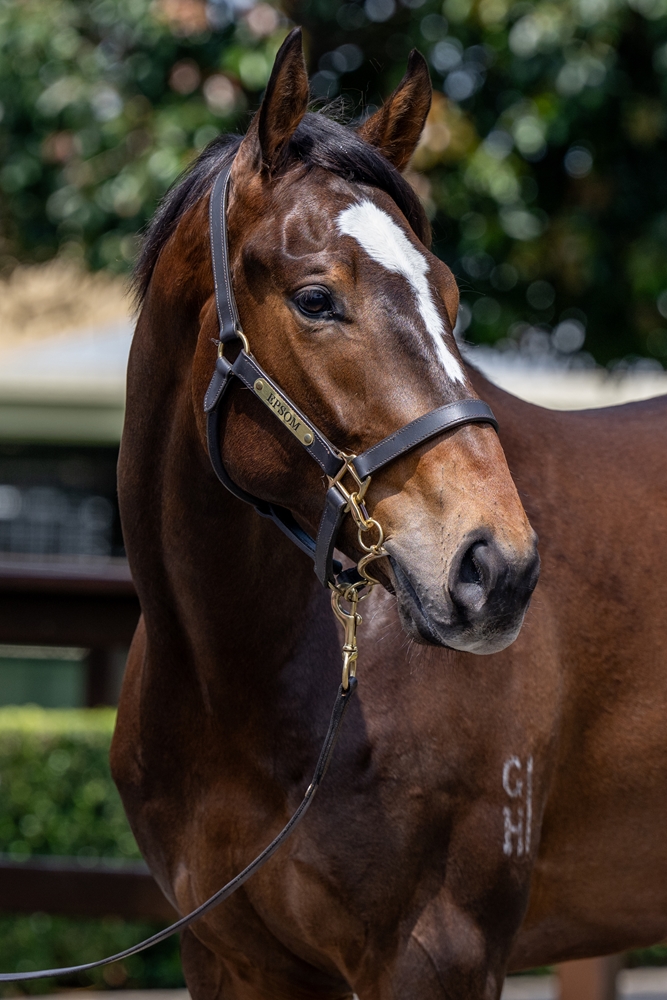 Flying Artie (AUS) / Bewitchment (AUS) 2023 Colt - Image 2