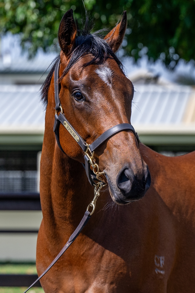 Headwater (AUS) / Black 'n' Tough (AUS) 2023 Colt - Image 2