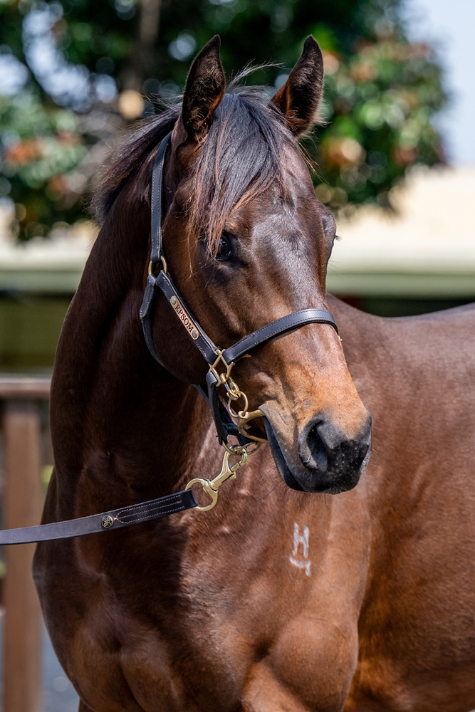 Spirit of Boom (AUS) / Chloe's Comet (AUS) 2023 Colt - Image 2