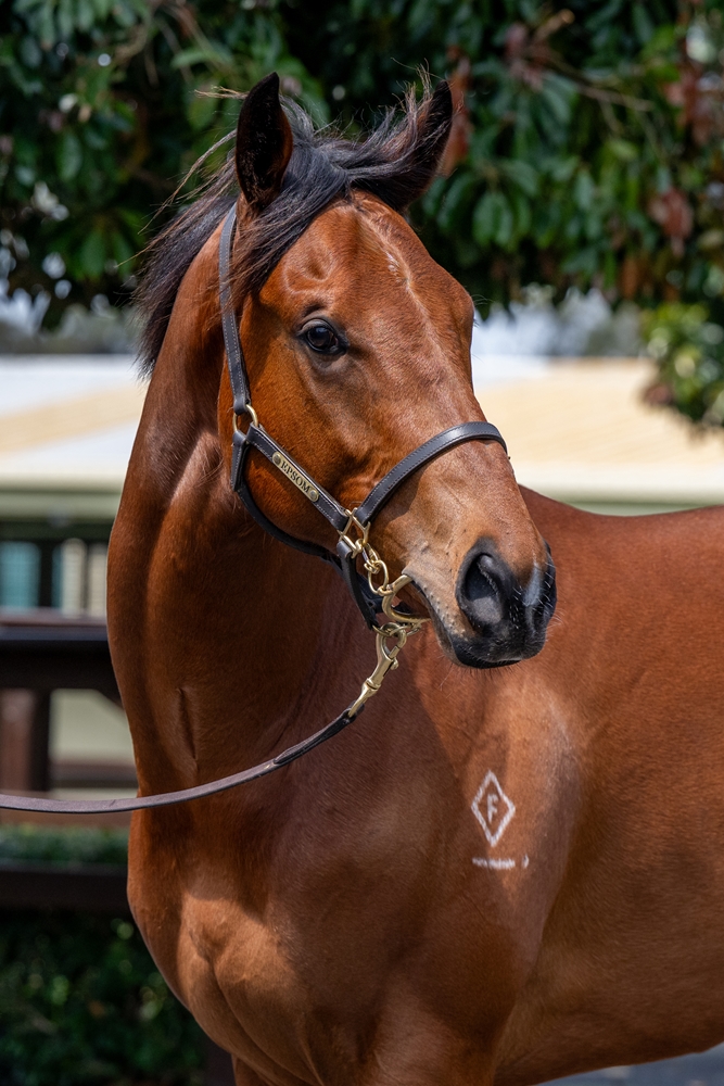 King's Legacy (AUS) / Dream First (AUS) 2023 Colt - Image 2