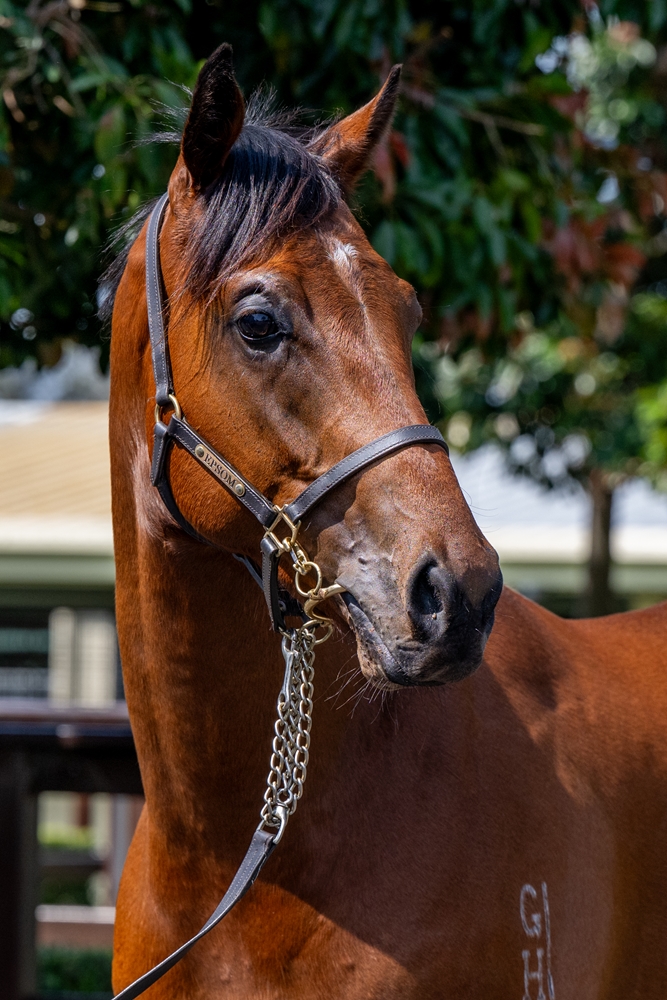 Exceedance (AUS) / Katie Did It (AUS) 2023 Colt - Image 2