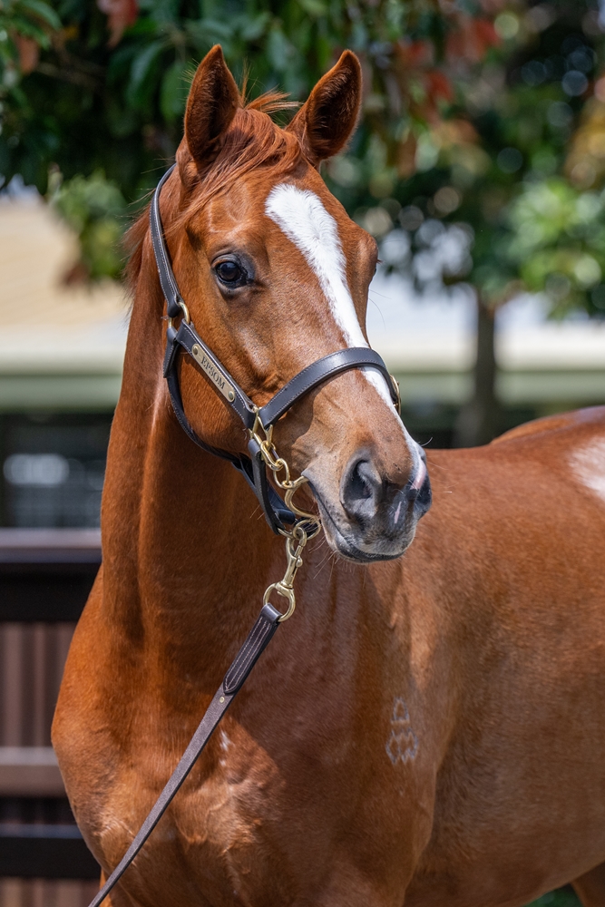 Castelvecchio (AUS) / Killer Instinct (AUS) 2023 Colt - Image 2