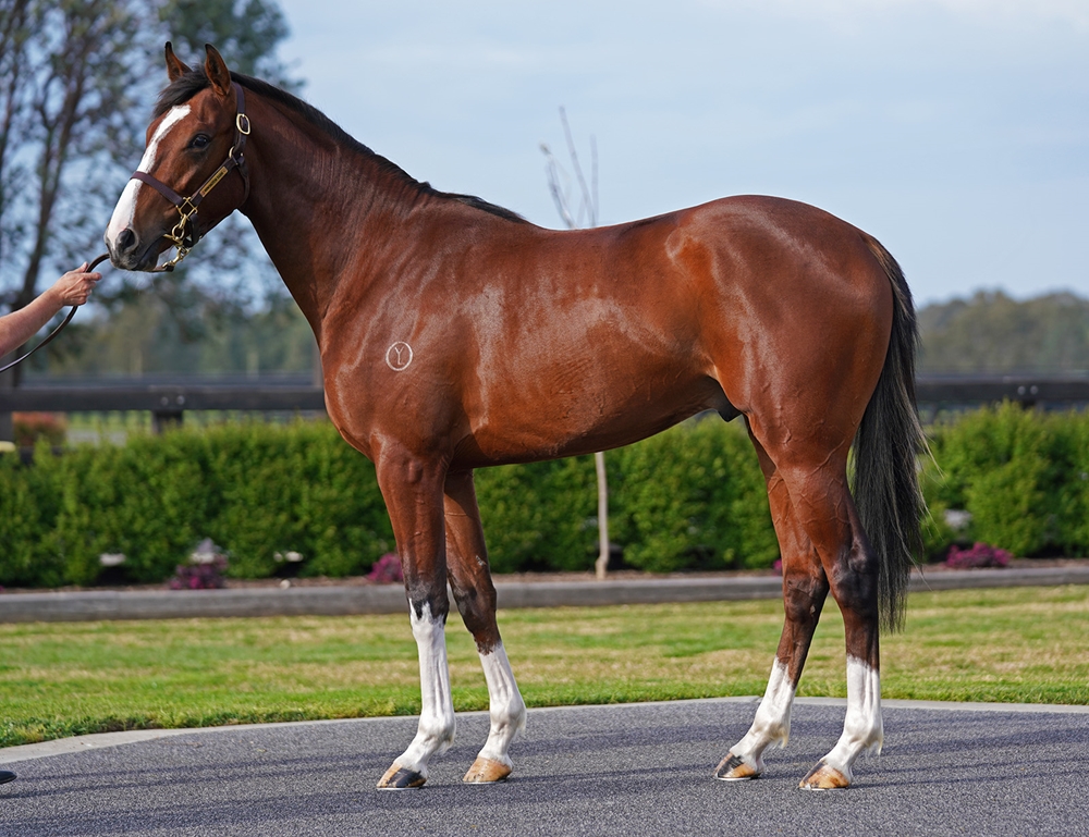 Maurice (JPN) / Magical Mist (NZ) 2023 Colt - Image 1