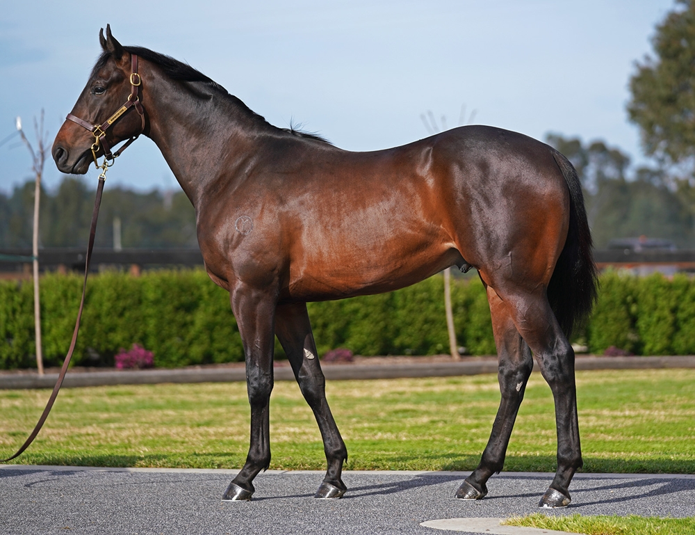 Alabama Express (AUS) / Rose of Chaparral (NZ) 2023 Colt - Image 1