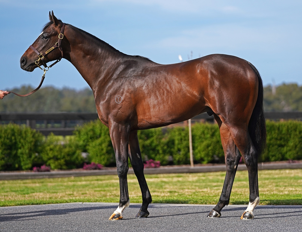 Alabama Express (AUS) / Rosie's Command (AUS) 2023 Colt - Image 1