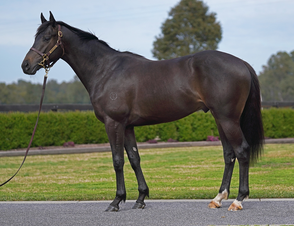 Tagaloa (AUS) / Sukoon (AUS) 2023 Colt - Image 1