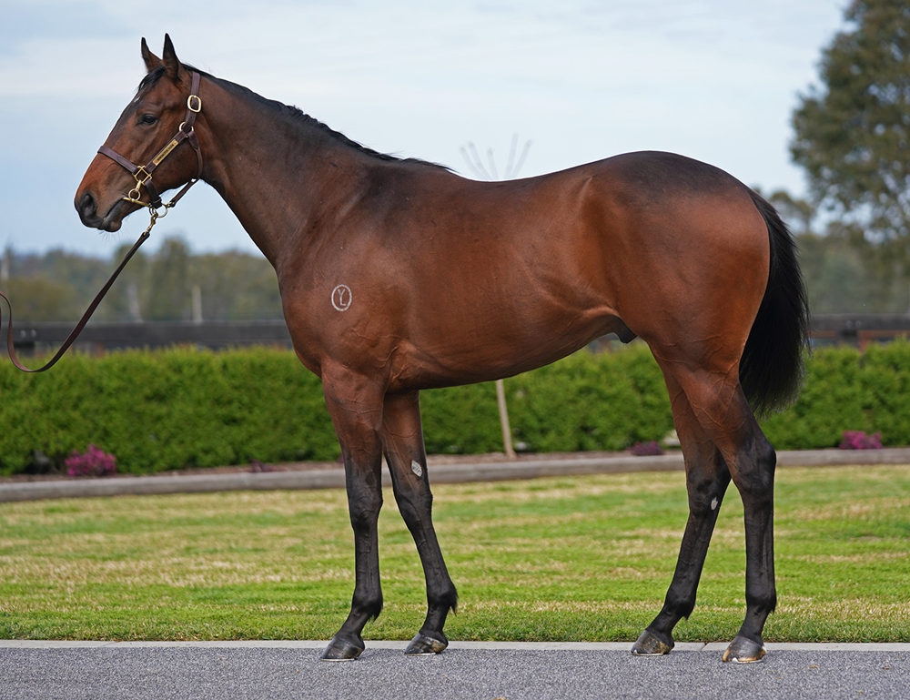 Lucky Vega (IRE) / Superbellaa (AUS) 2023 Colt - Image 1
