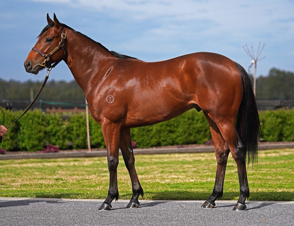 Lucky Vega (IRE) / Who Doubted Me (AUS) 2023 Colt - Image 1