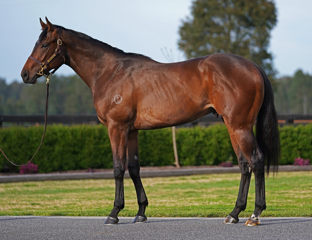 Written Tycoon (AUS) / Best Episode (AUS) 2023 Colt - Image 1
