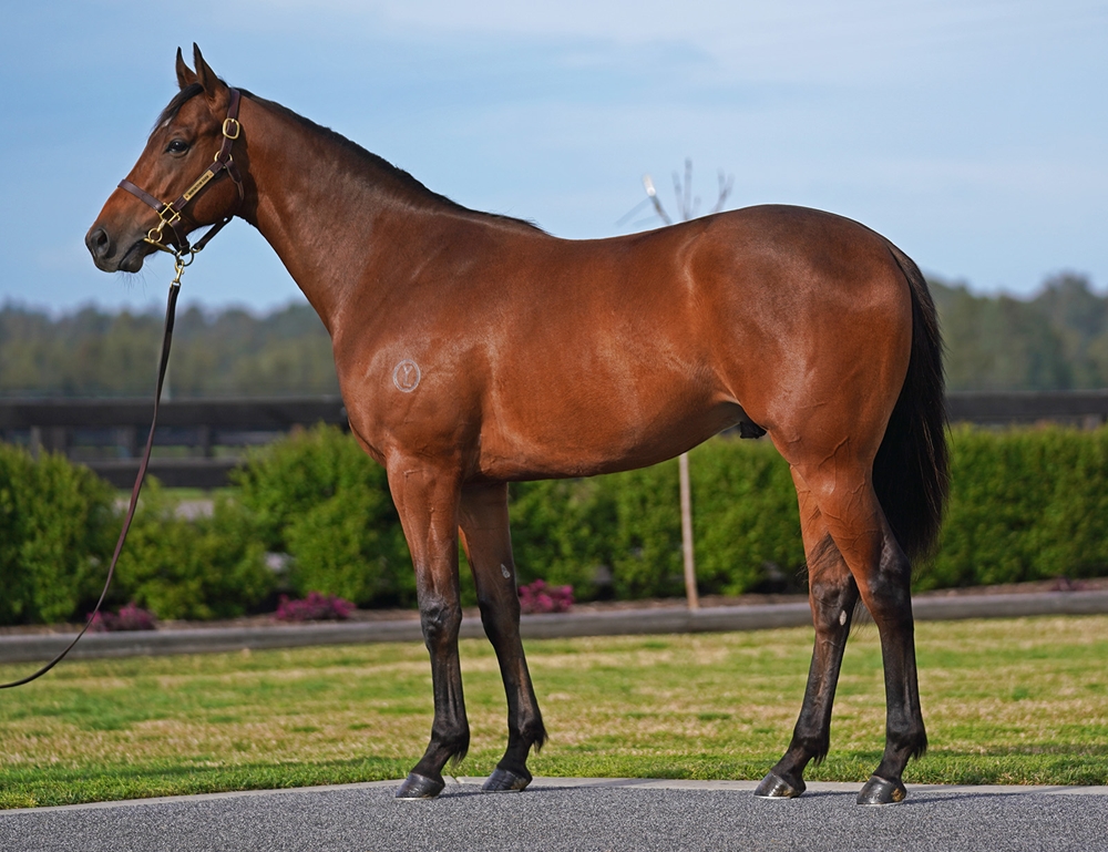 Tagaloa (AUS) / Cinematic (AUS) 2023 Colt - Image 1