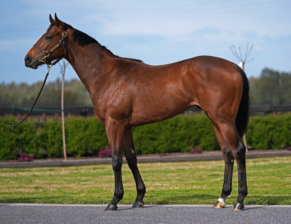 Russian Revolution (AUS) / Diamond (NZ) 2023 Colt - Image 1