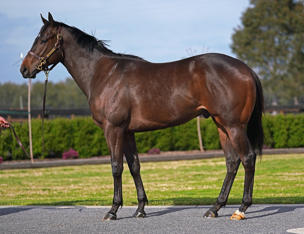 Lucky Vega (IRE) / Enchanted Heart (AUS) 2023 Colt - Image 1