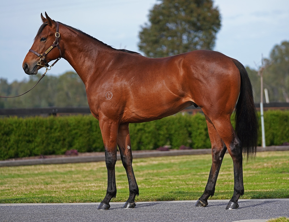 Tagaloa (AUS) / Gibraltar Girl (AUS) 2023 Colt - Image 1