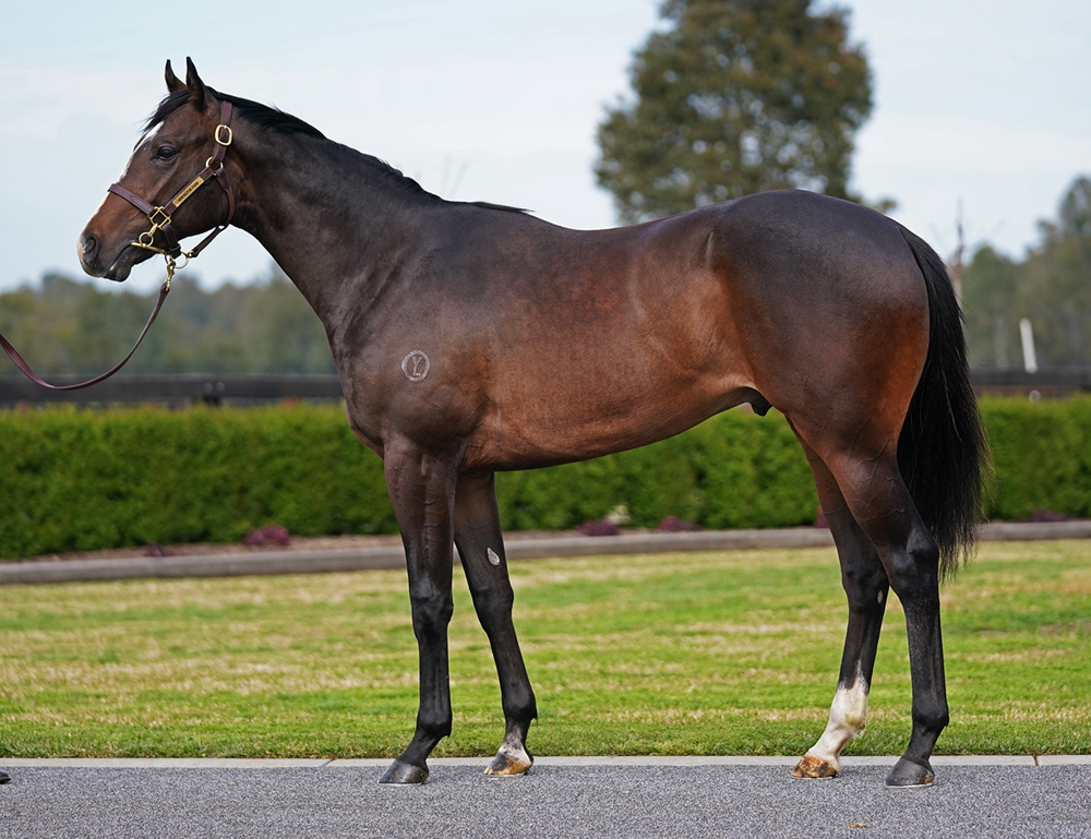 Written Tycoon (AUS) / Heaven's Gift (AUS) 2023 Colt - Image 1