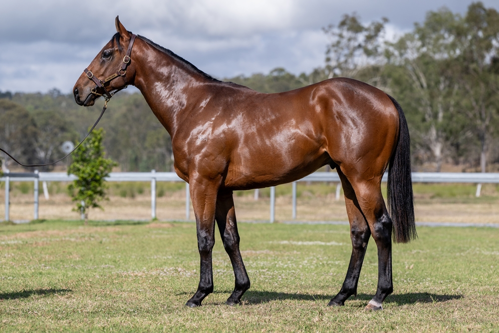 Gold Standard (AUS) / La Isla Bonita (AUS) 2023 Colt - Image 1