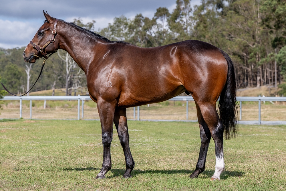 Better Than Ready (AUS) / Noesis (AUS) 2023 Colt - Image 1