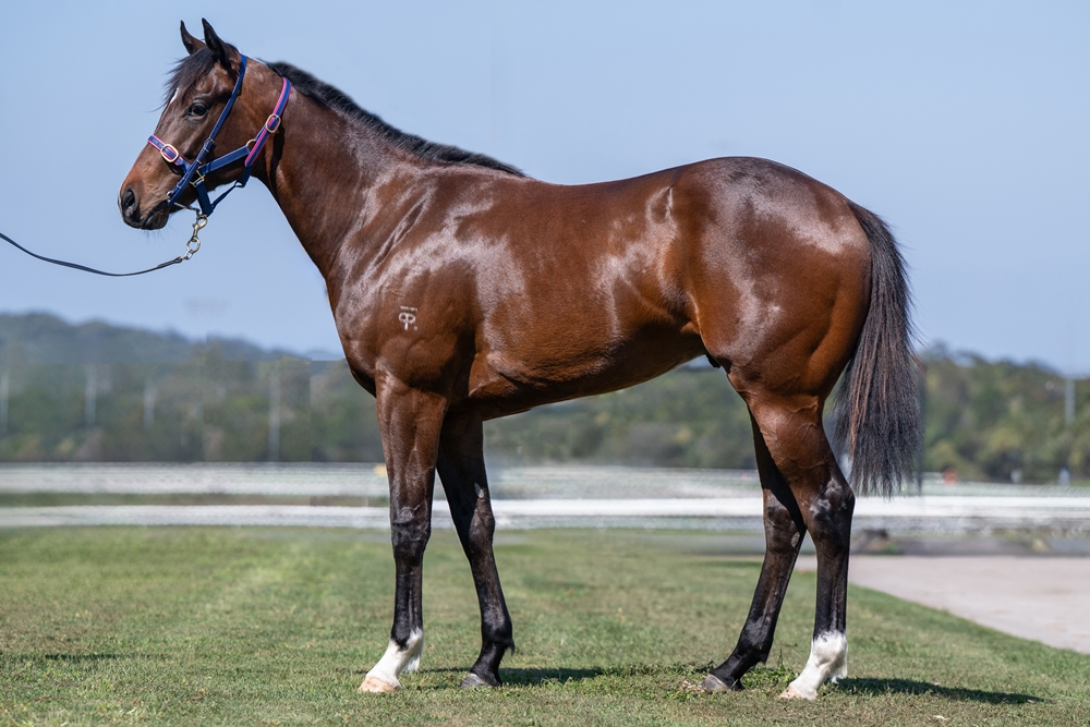 Exceedance (AUS) / Rio Osa (AUS) 2023 Colt - Image 1