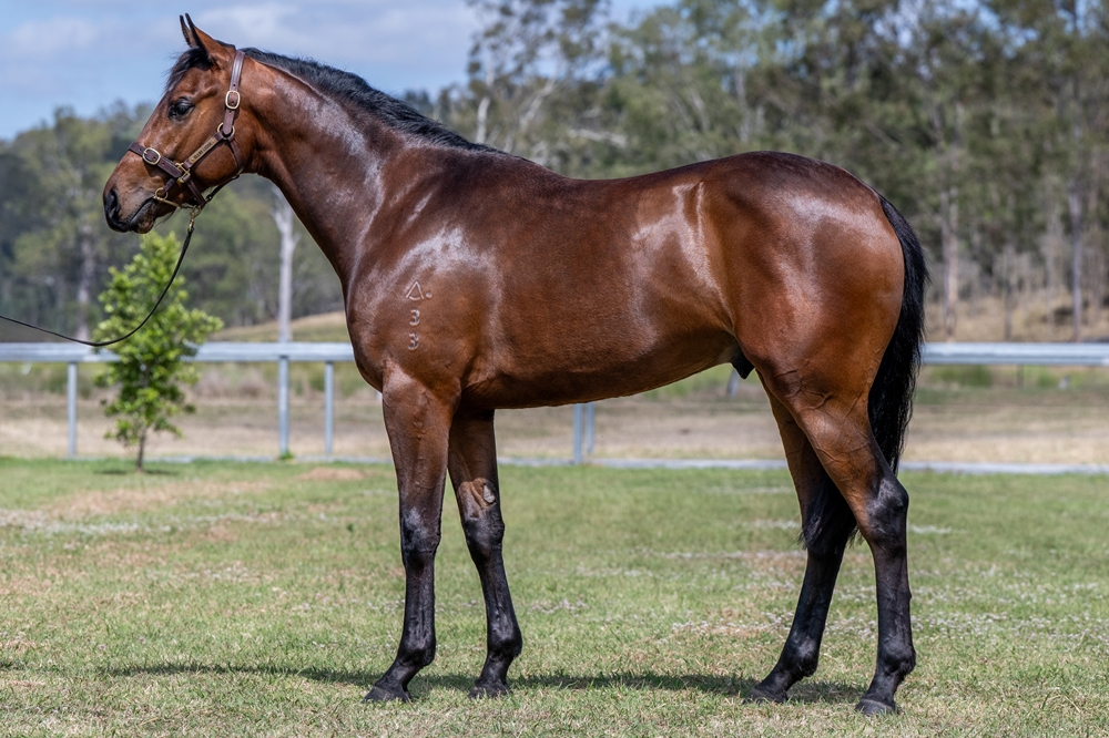 Prince Fawaz (AUS) / So You Believe (AUS) 2023 Colt - Image 1
