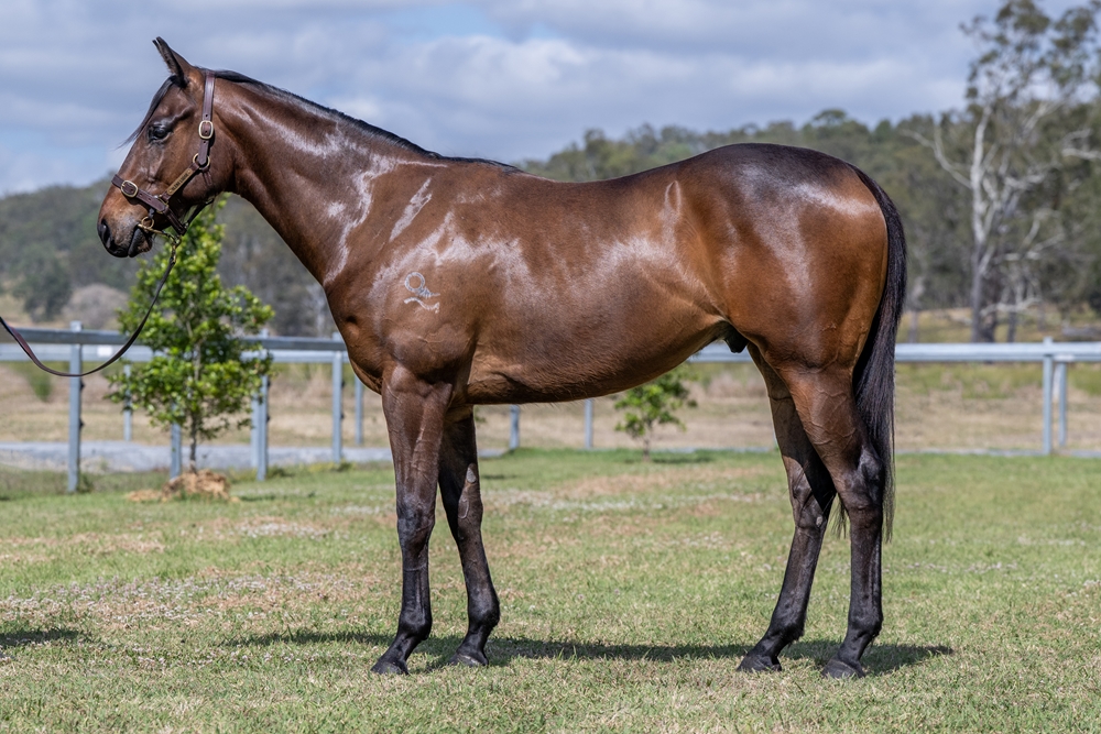Jonker (AUS) / Brazen Rocker (AUS) 2023 G - Image 1