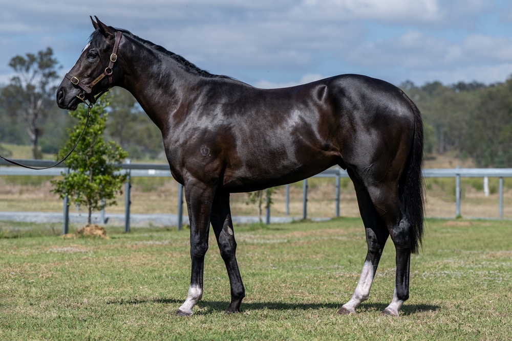 Better Than Ready (AUS) / Dolly Spartan (AUS) 2023 Colt - Image 1