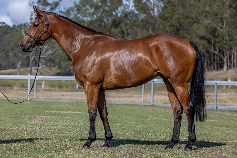 Anders (AUS) / Rose of Traveston (AUS) 2022 Filly - Image 1