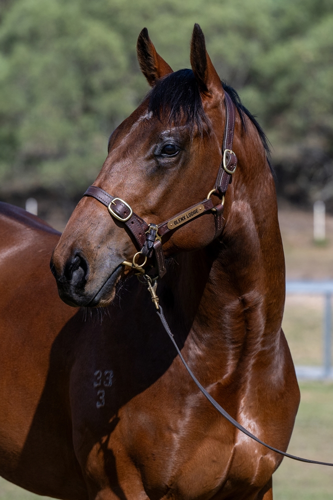 Gold Standard (AUS) / La Isla Bonita (AUS) 2023 Colt - Image 2