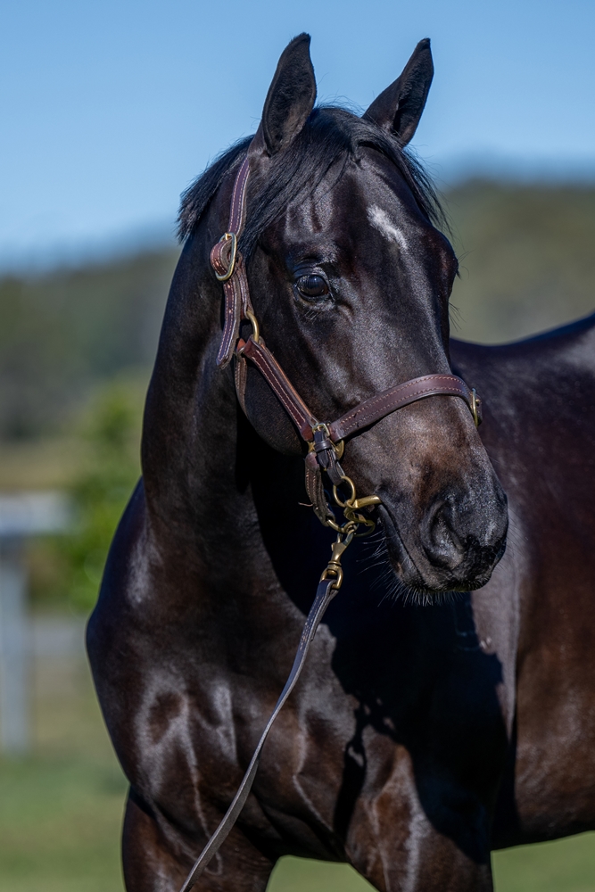 Barbaric (AUS) / Maneki (AUS) 2023 Colt - Image 2