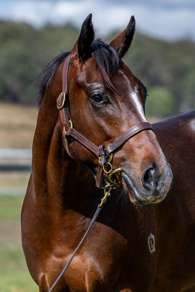 Better Than Ready (AUS) / Noesis (AUS) 2023 Colt - Image 2